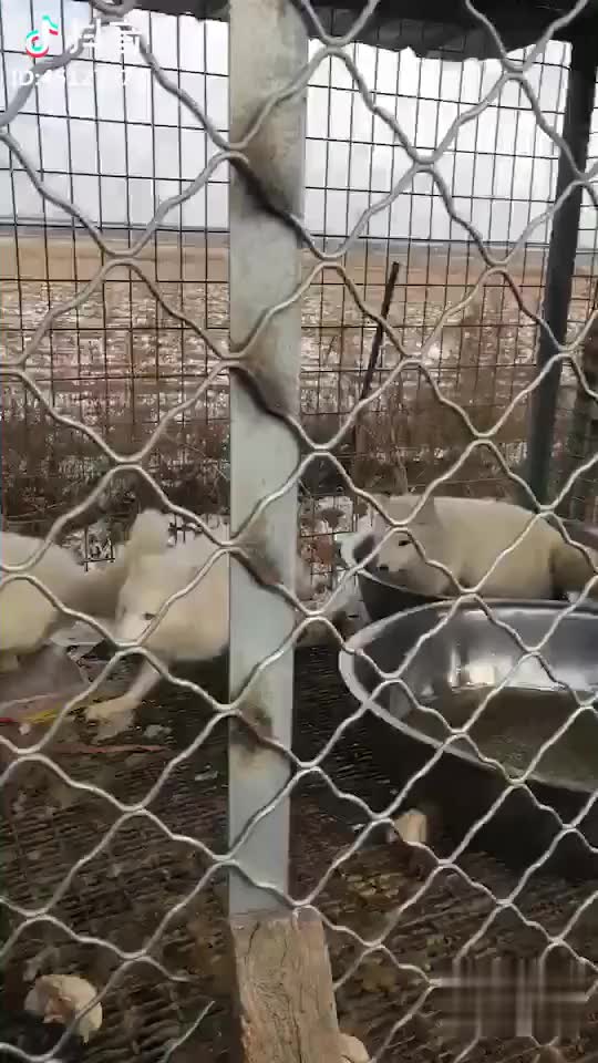狐狸视频下载,小狐tv电脑版在线观看