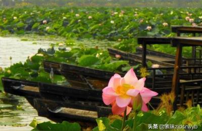共享荷塘月色论坛,镇江荷塘月色怎么样