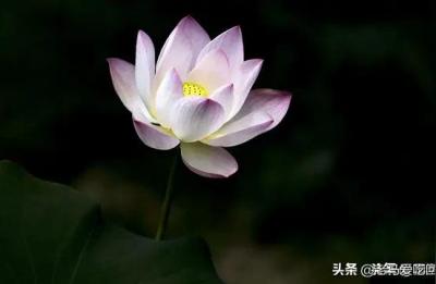 亚马逊论坛视频,亚马逊国际评论怎么合并