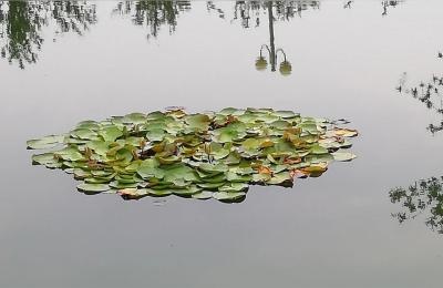 荷塘月色无货源,荷塘月色电子琴伴奏应用什么音色节奏