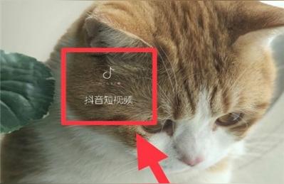 抖音挂淘宝链接,抖音如何放链接