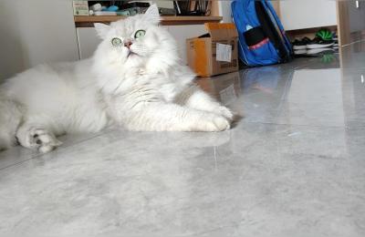 猫窝淘宝课程论坛,猫窝和猫别墅哪个好
