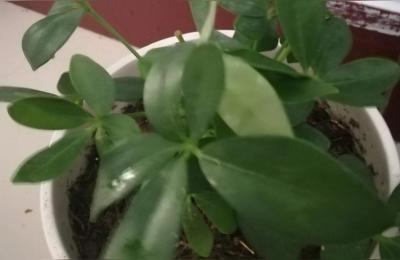拼兔助手使用方法,淘宝卖家工具箱