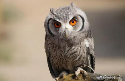 夜猫子教育培训机构课程,夜猫子教育培训机构正规吗