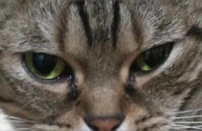 大猫第十一分享会,大猫一岁半母不开心一直凶小猫