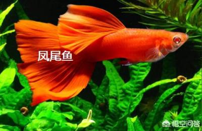 一字长龙灯鱼,最近加了十几条红斑马鱼和灯鱼混养