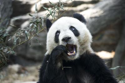淘宝直通车暂停对店铺有影响吗,什么条件才能做