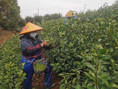 淘宝茶叶开直通车最佳时间,国内有哪些知名的电商代运营企业
