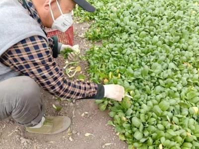淘宝开直通车也没有单子,没有流量没有单子