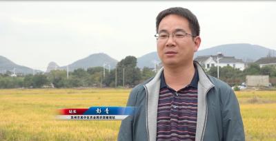 淘宝卖大米直通车价格,淘宝天猫会被拼多多超越吗