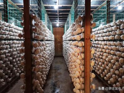 淘宝直通车手机要认证吗,怎么考取阿里巴巴直通车认证