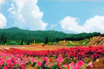 淘宝直通车不能推广药材吗,一些旅游公司一日游只收几十元