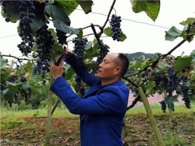 淘宝直通车创意的目的,直通车促进点击和成交有什么区别