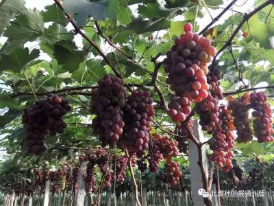 淘宝考试直通车基础认证,淘宝代运营的合作模式是什么