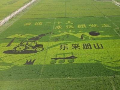 淘宝直通车怎么查看地域,淘宝直通车点击率不稳定波动大是什么原因