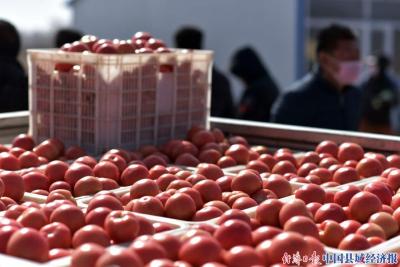 有人说租我淘宝店铺开直通车,淘特无货源一件代发怎么做