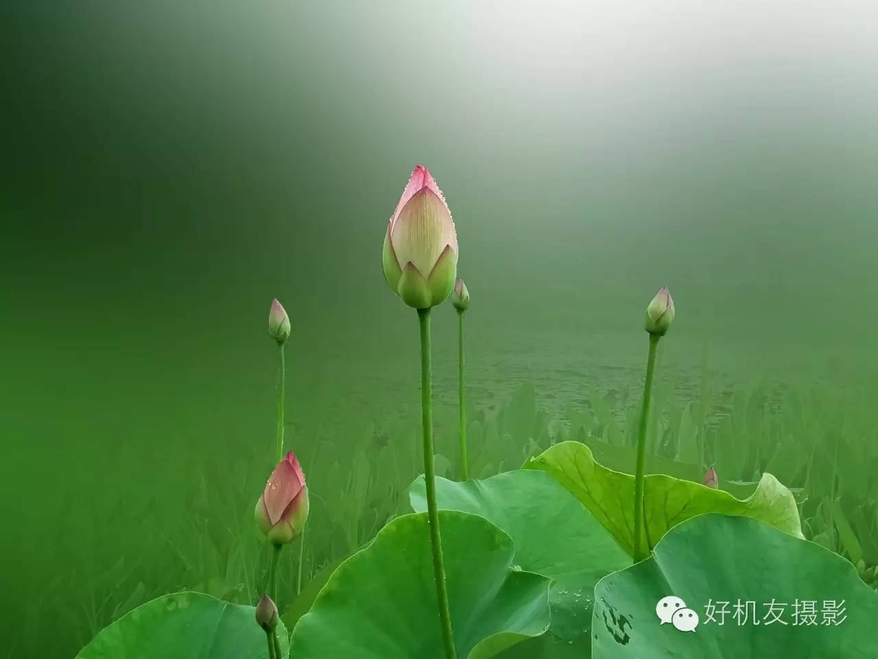 拍摄画面偏灰,尼康相机拍出来照片发灰，偏黑，什么情况
