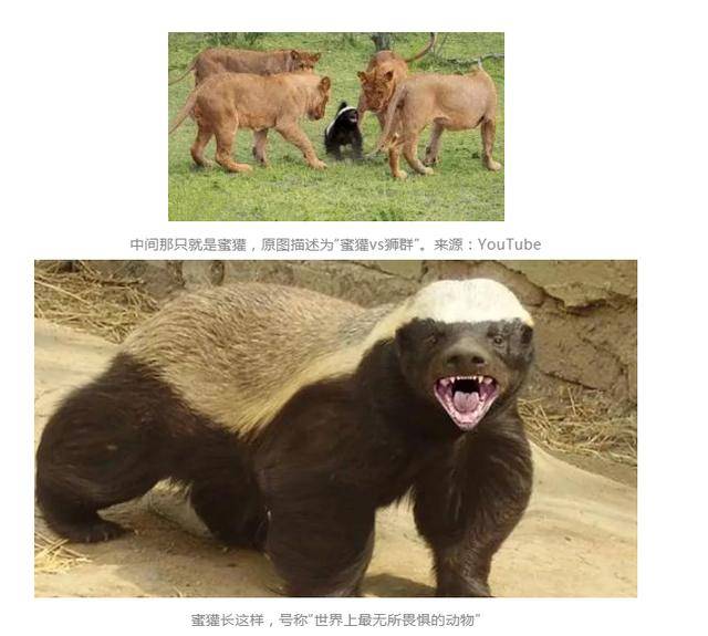孤狼店群和平头哥店群哪个厉害,户外平头哥是怎样被揭穿的