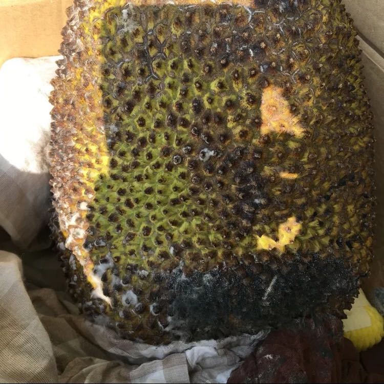 买家收到果子，拿别的坏果要求退款，但是那个果子不是我们家发出的，淘宝也支持买家？