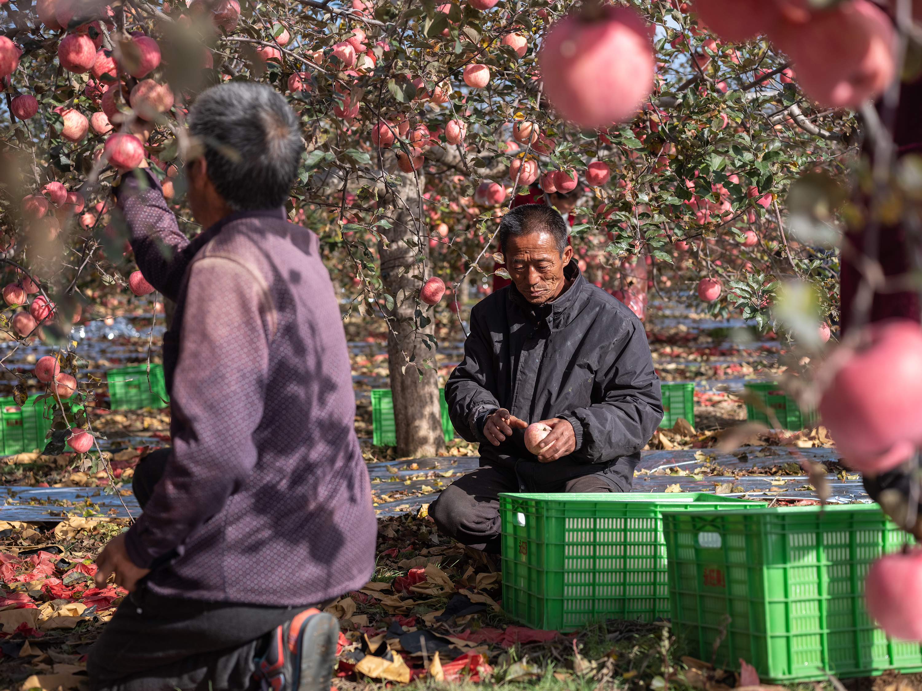 产地仓模式升级供应链，农民正拿回农产品定价权