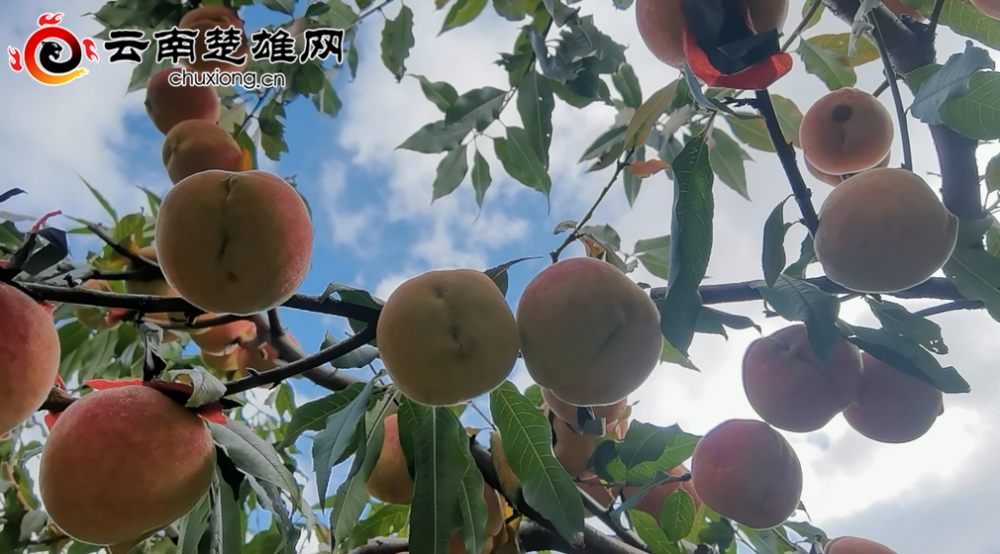 桃淘电商视频,淘系卖家如何做好内容化电商