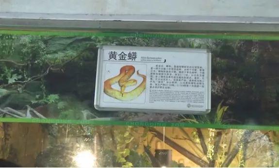 三米熊免费送淘宝新店,力气最大的动物是什么